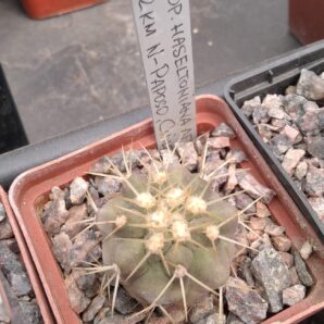 Copiapoa haseltoniana -cube-7cm-