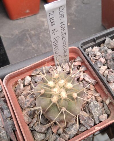 Copiapoa haseltoniana -cube-7cm-