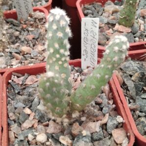 Maihueniopsis atacamensis -cube-5cm-Koehres- сіянець-
