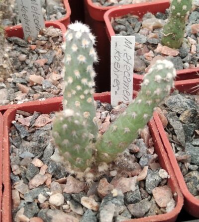 Maihueniopsis atacamensis -cube-5cm-Koehres- сіянець-