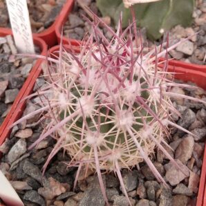 Echinomastus jonsonii -cube-6cm -щеплений-