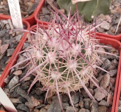 Echinomastus jonsonii -cube-6cm -щеплений-