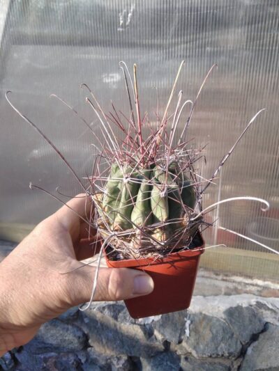 Ferocactus sinuatus -MG-cube-9cm- - Зображення 2