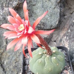 Matucana madisoniorum f. inermis -cube-9cm- 850