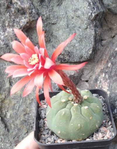 Matucana madisoniorum f. inermis -cube-9cm- 850