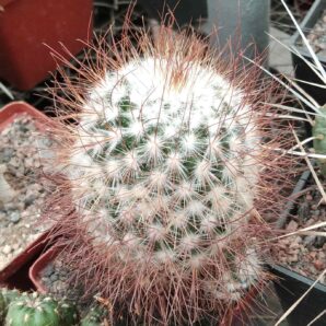 Mammillaria recoi v. leptacantha -cube-8cm- 20years- червоні квіти-