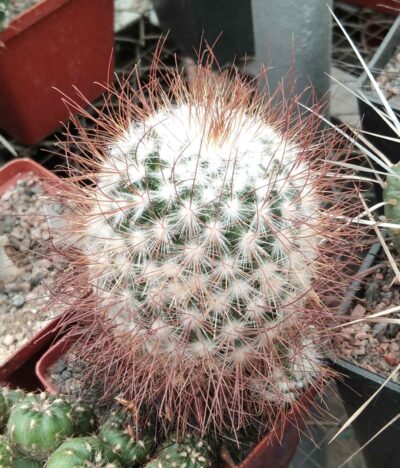 Mammillaria recoi v. leptacantha -cube-8cm- 20years- червоні квіти-