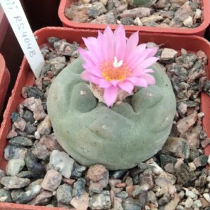Lophophora frichii RS404B -cube-7cm-