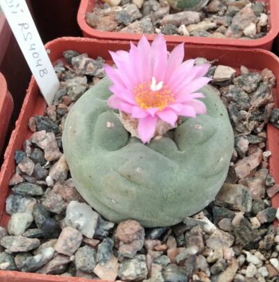 Lophophora frichii RS404B -cube-7cm-