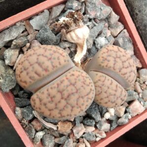 Lithops fulviceps -Koehres- двійня- куб-5см-