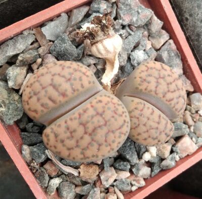 Lithops fulviceps -Koehres- двійня- куб-5см-