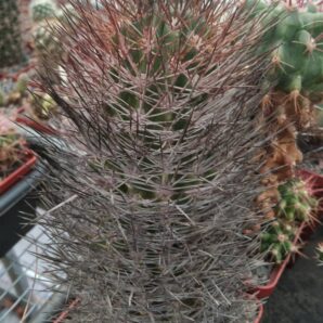 Neoporteria echinata -Piltz- -35+years-