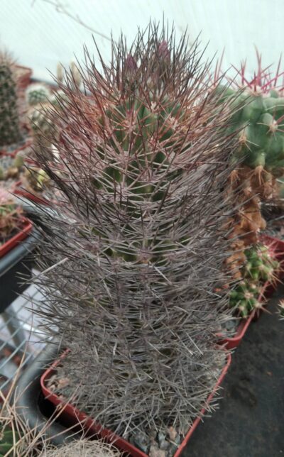 Neoporteria echinata -Piltz- -35+years-