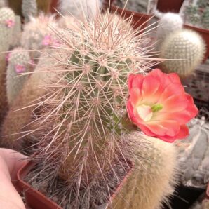 Echinocereus coccineus SB850 - cube-6cm-