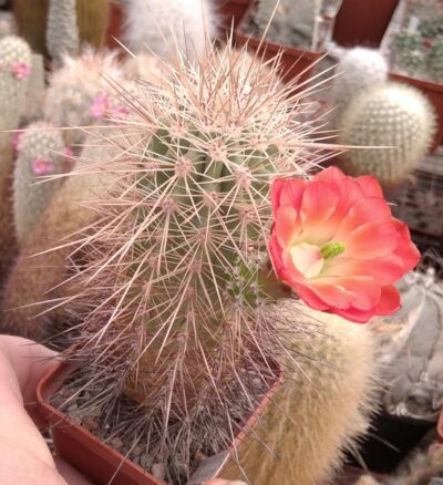 Echinocereus coccineus SB850 - cube-6cm-