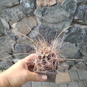 Ferocactus hamathacanthus v. longihamatus -cube-7cm-