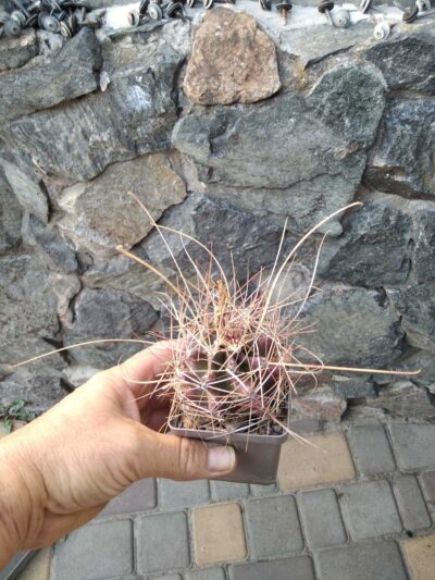 Ferocactus hamathacanthus v. longihamatus -cube-7cm-