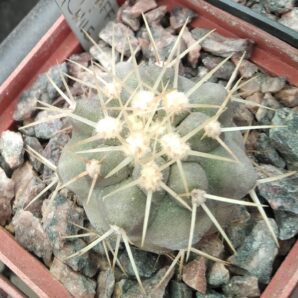 Copiapoa haseltoniana aff -2km n Paposo, Chile -цікава форма з майже білою колючкою- своє коріння- | 19