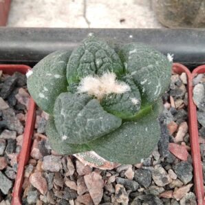Ariocarpus cv."Godzilla x fissuratus -cube-6cm-щепа-