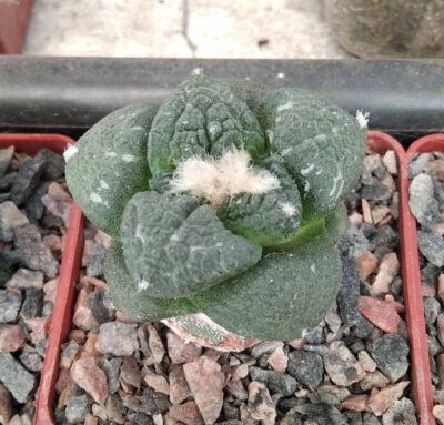 Ariocarpus cv."Godzilla x fissuratus -cube-6cm-щепа-