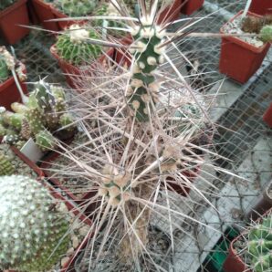 Maihueniopsis darvinii v. hickenii BKN78 -extrem form-невкор. пагони-
