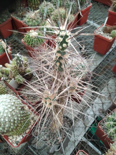 Maihueniopsis darvinii v. hickenii BKN78 -extrem form-невкор. пагони-