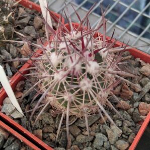 Echinomastus jonsonii -cube-6cm- -щеплений-