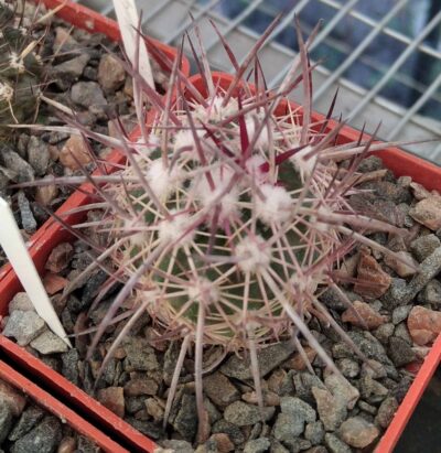 Echinomastus jonsonii -cube-6cm- -щеплений-