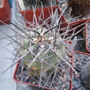 Gymnocalycium armatum VS300 -Paichu-cube-8cm-