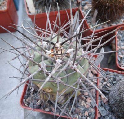 Gymnocalycium armatum VS300 -Paichu-cube-8cm-