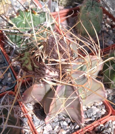 Astrophytum senile v. aureum -cube-7cm-