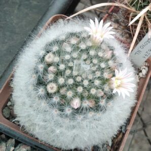 Mammillaria albicoma SB271 cube-7cm -