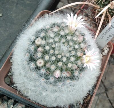 Mammillaria albicoma SB271 cube-7cm -
