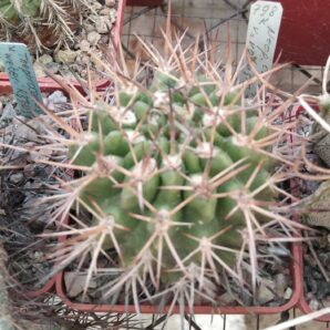 Neoporteria curvispina v. robusta -MG-