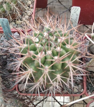 Neoporteria curvispina v. robusta -MG-