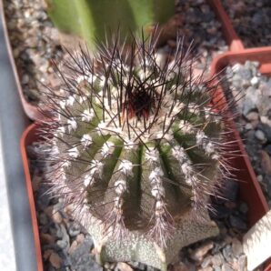 Uebelmania pseudopectinifera -cube-7cm-щеплена-