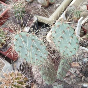 Opuntia aureispina SB1002 -SUPER-MG- невкор. пагони-