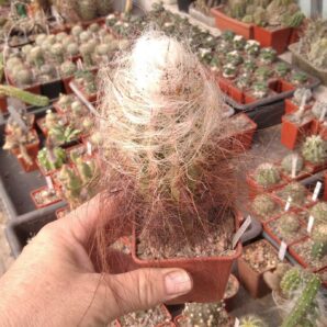 Oreocereus celsianus KK889 -MG- cube-7cm-