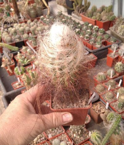 Oreocereus celsianus KK889 -MG- cube-7cm-