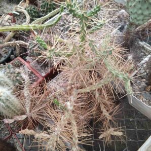 Cylindropuntia molesta -великий кущ -