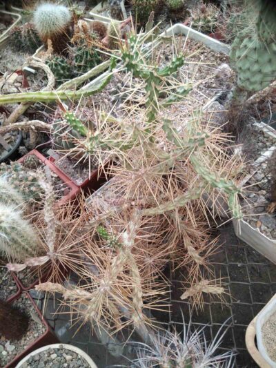 Cylindropuntia molesta -великий кущ -