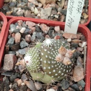 Blossfeldia fescheri P244 -щепа-сube-5см-