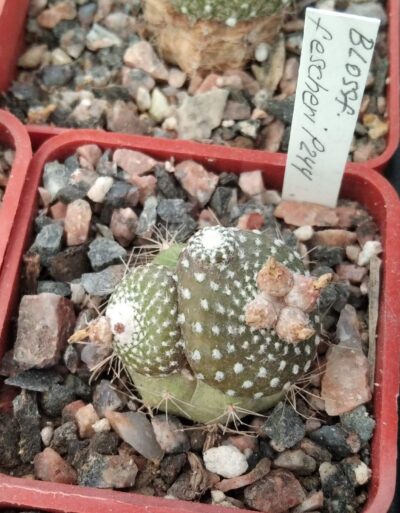 Blossfeldia fescheri P244 -щепа-сube-5см-