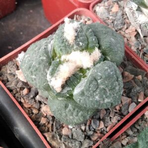Ariocarpus cv."Godzilla x fissuratus -cube-6cm-щепа-