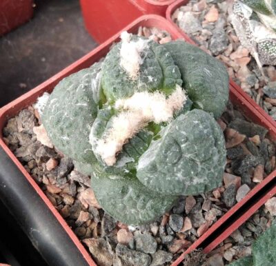 Ariocarpus cv."Godzilla x fissuratus -cube-6cm-щепа-