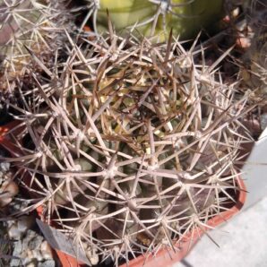 Neoporteria robusta -MG- cube-5cm-