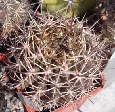 Neoporteria robusta -MG- cube-5cm-