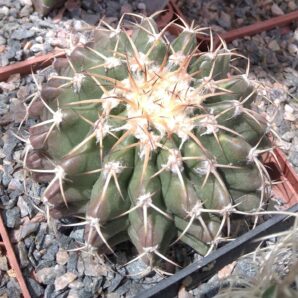 Discocactus insignis HU448 -Koehres-cube-9cm-