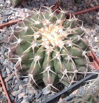 Discocactus insignis HU448 -Koehres-cube-9cm-