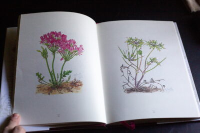 Charles Craib - Geophytic pelargoniums: Field and cultivation studies of Pelargonium section Hoarea [2001] - Зображення 3